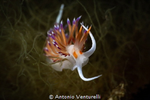 Cratena peregrina_May 2025
(Canon RF100,1/200,f22,iso100) by Antonio Venturelli 